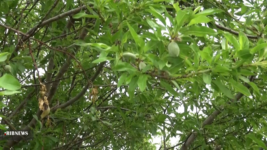 پیش‌بینی برداشت ۱۱۰۰ کیلوگرم در هکتار چغاله‌بادام باغات کاشان