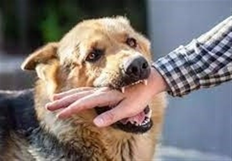 افزایش ۶ درصدی حیوان‌گزیدگی در کاشان/آمار نگران‌کننده است