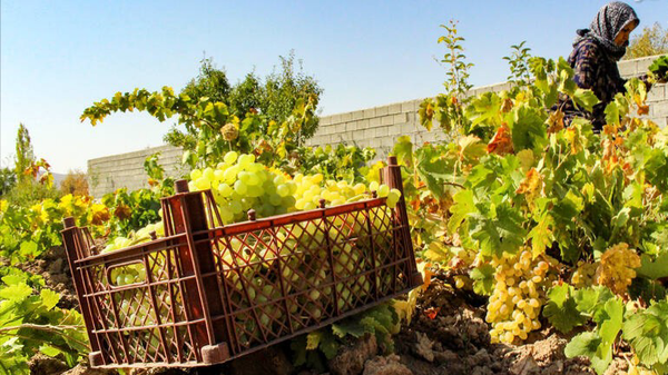 کامو و چوگان میزبان جشنواره «تاک و افلاک»